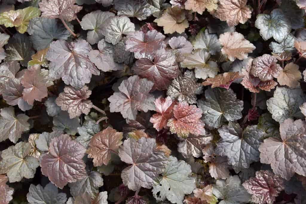 Heuchera micrantha var. diversifolia 'Palace Purple' ---